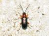 Oulema sp.